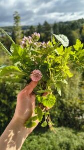 wildkraeuterwanderung mit alessandra moog